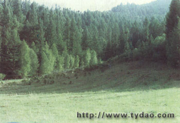 beiwd.jpg (53066 �ֽ�)