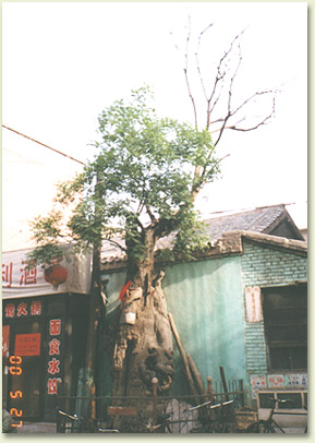 hsj02.jpg (49132 �ֽ�)