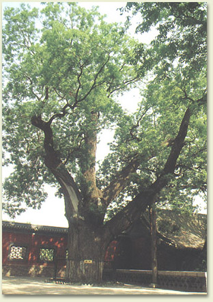 jingci01.jpg (86224 �ֽ�)