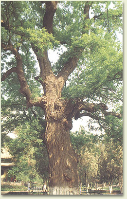 jingci02.jpg (74051 �ֽ�)